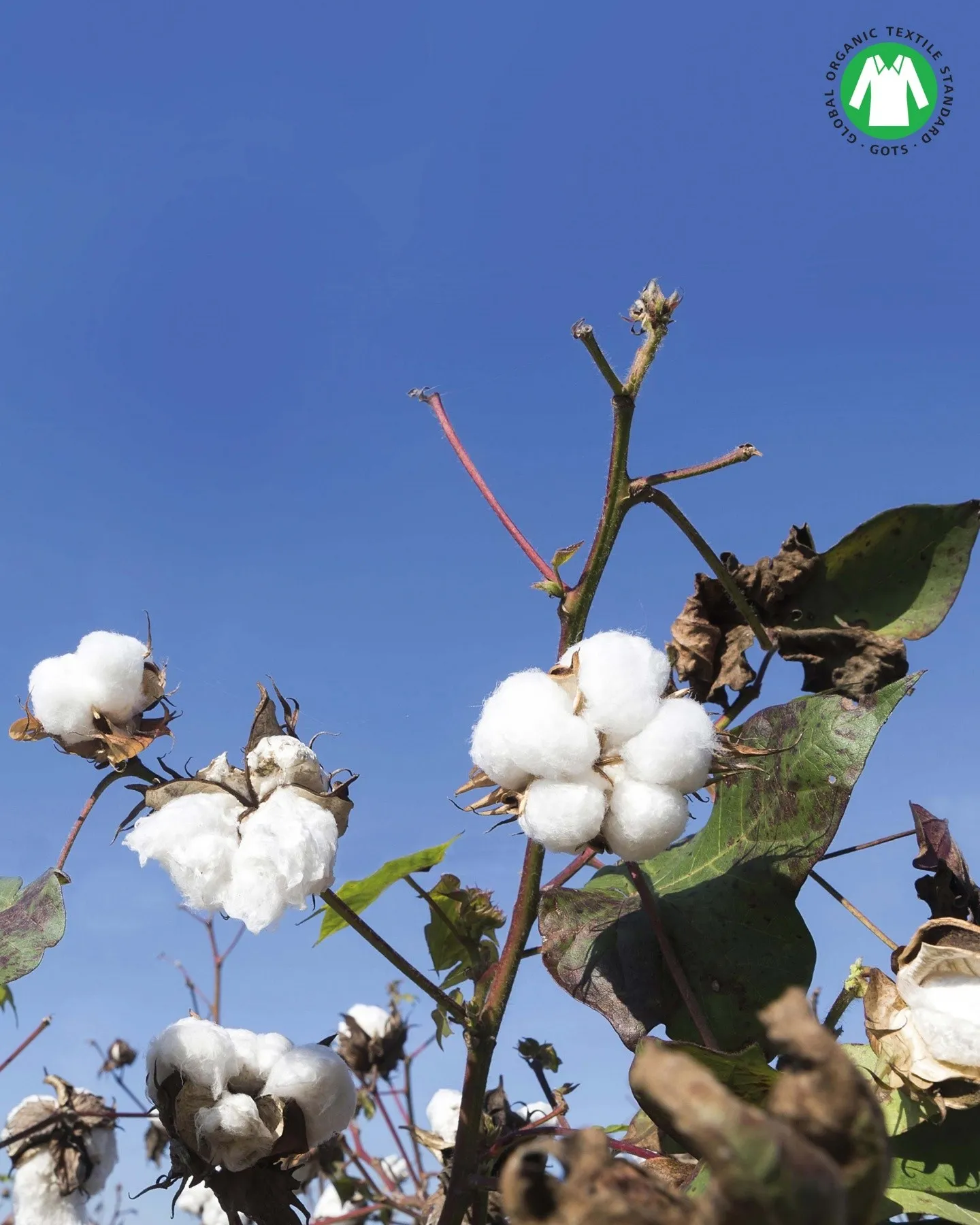 T-shirt COTTON ORGANIC - blanc - Impetus : vente T-shirt manches co...